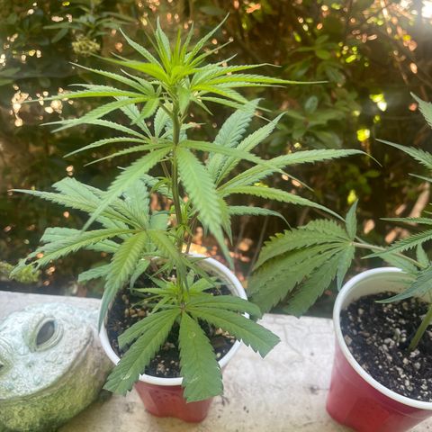  Orange 76  growlog timeline photo