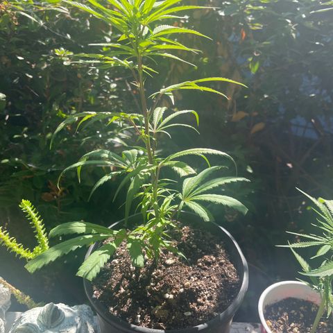  Orange 76  growlog timeline photo
