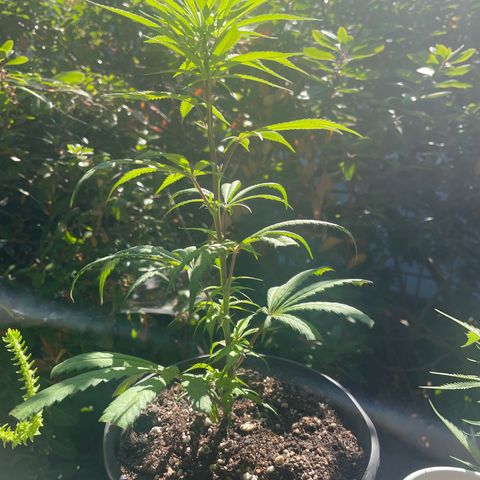  Orange 76  growlog timeline photo
