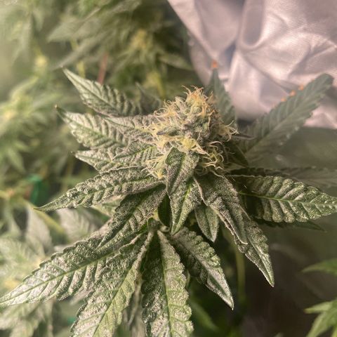  Jealousy growlog timeline photo