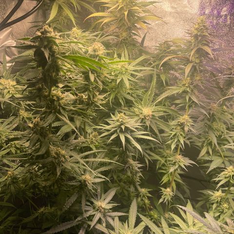 Congolese Bubblegum  growlog timeline photo