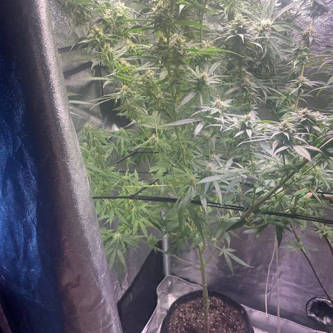 Congolese Bubblegum  growlog timeline photo