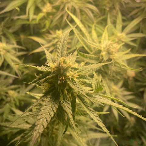 Congolese Bubblegum  growlog timeline photo
