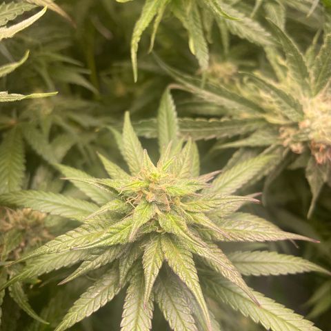 Congolese Bubblegum  growlog timeline photo