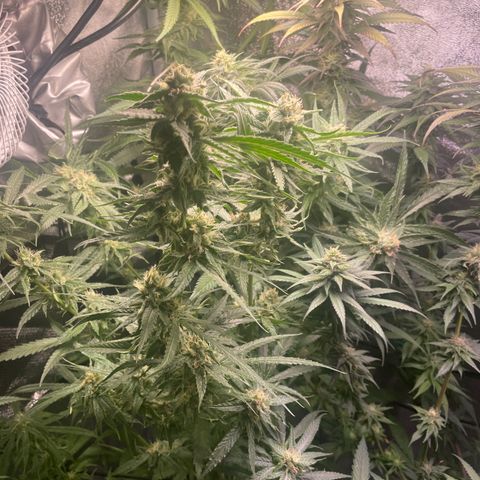 Congolese Bubblegum  growlog timeline photo