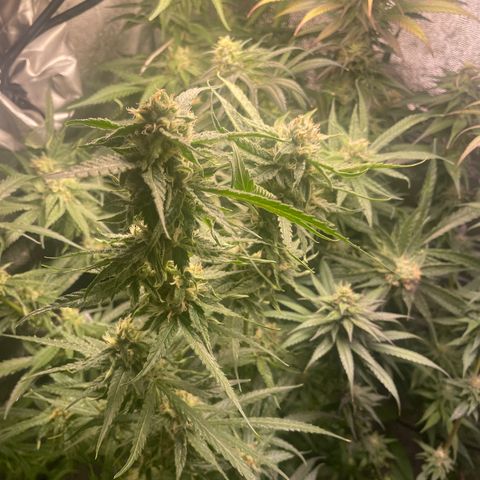Congolese Bubblegum  growlog timeline photo
