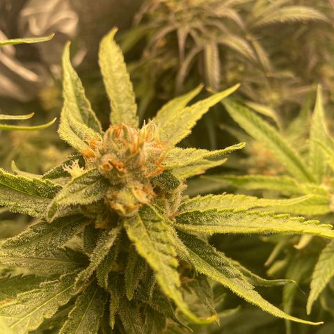 Congolese Bubblegum  growlog timeline photo