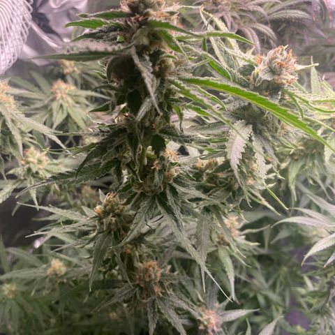 Congolese Bubblegum  growlog timeline photo
