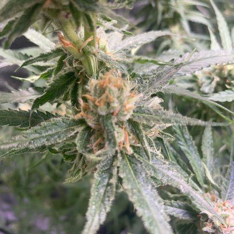 Congolese Bubblegum  growlog timeline photo