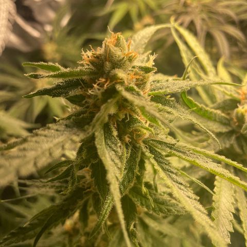 Congolese Bubblegum  growlog timeline photo