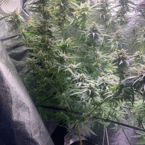 Congolese Bubblegum  growlog timeline photo