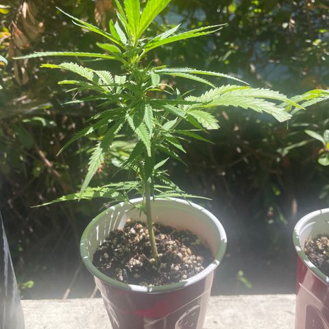 Congolese bubblegum  growlog timeline photo
