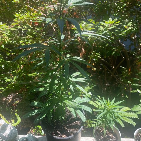  Orange 76  growlog timeline photo