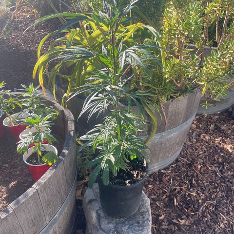  Orange 76  growlog timeline photo
