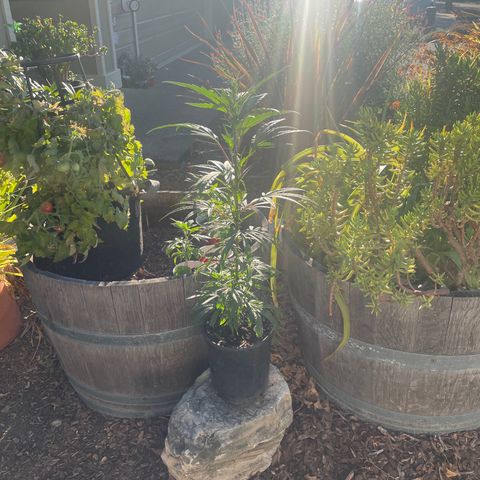 Orange 76  growlog timeline photo