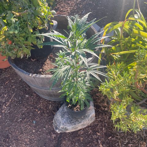  Orange 76  growlog timeline photo