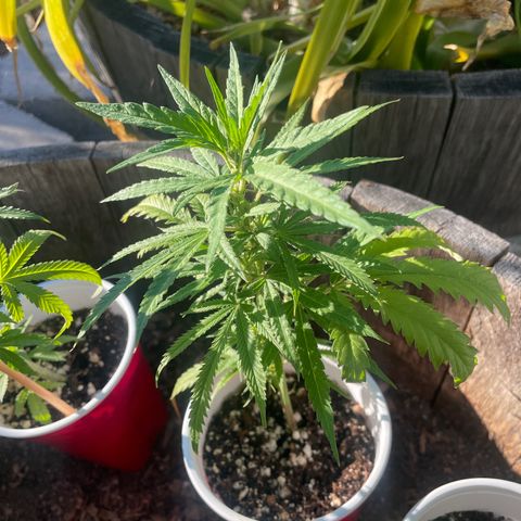 Congolese bubblegum  growlog timeline photo