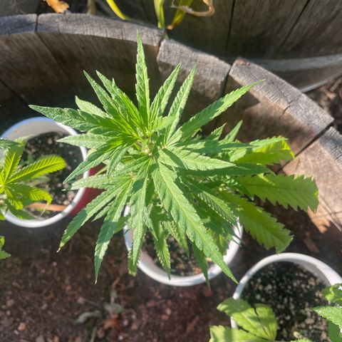 Congolese bubblegum  growlog timeline photo
