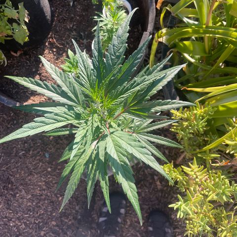  Orange 76  growlog timeline photo