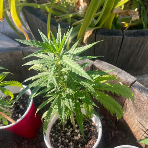Congolese bubblegum  growlog timeline photo