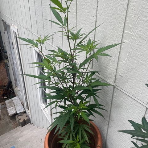  Orange 76  growlog timeline photo