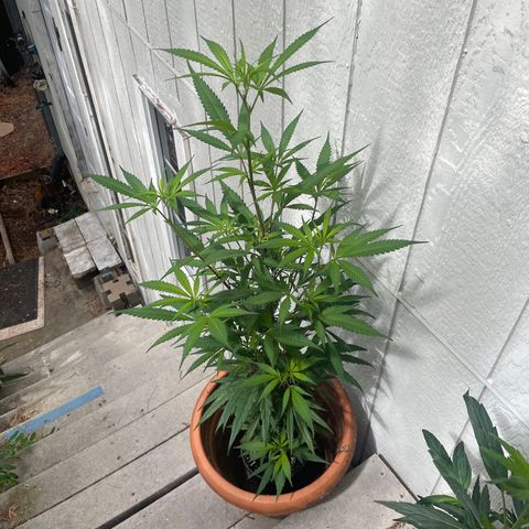  Orange 76  growlog timeline photo