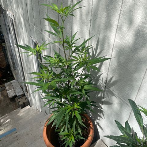  Orange 76  growlog timeline photo
