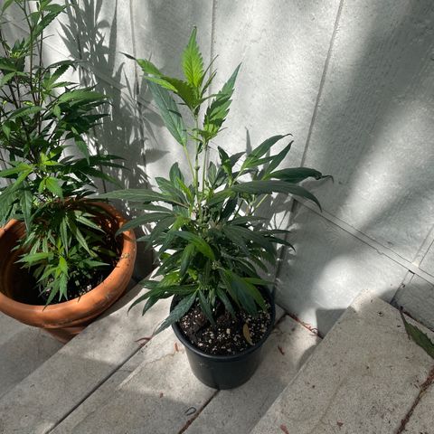 Congolese bubblegum  growlog timeline photo