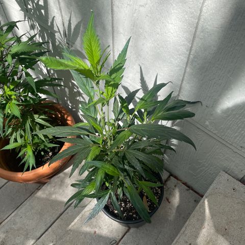 Congolese bubblegum  growlog timeline photo