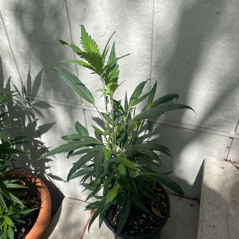Congolese bubblegum  growlog timeline photo
