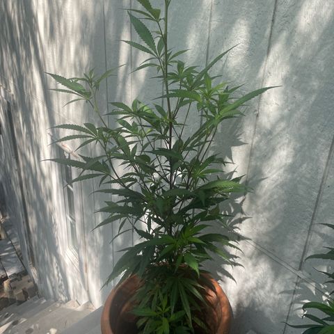  Orange 76  growlog timeline photo