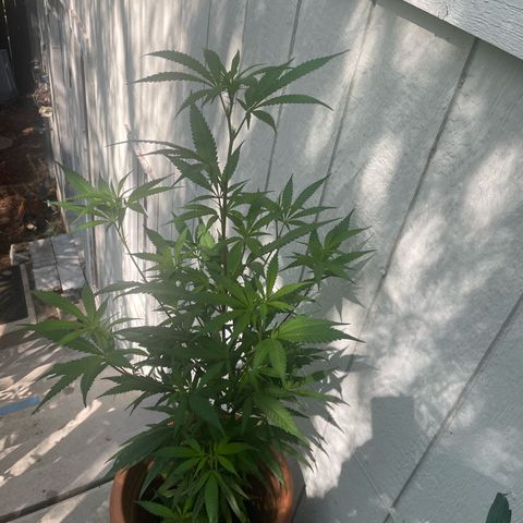  Orange 76  growlog timeline photo
