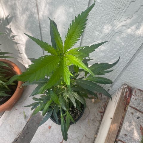 Congolese bubblegum  growlog timeline photo