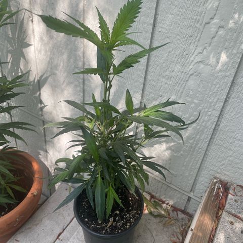 Congolese bubblegum  growlog timeline photo
