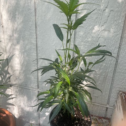 Congolese bubblegum  growlog timeline photo