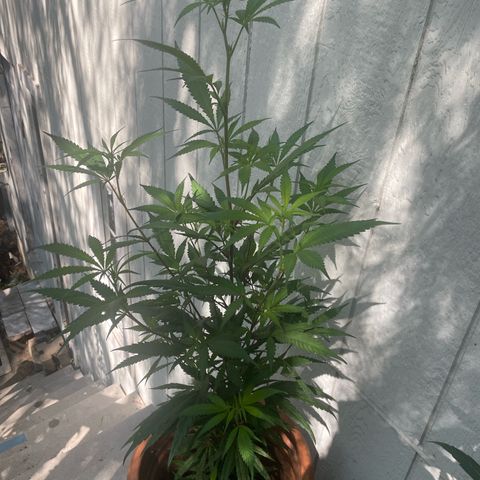  Orange 76  growlog timeline photo