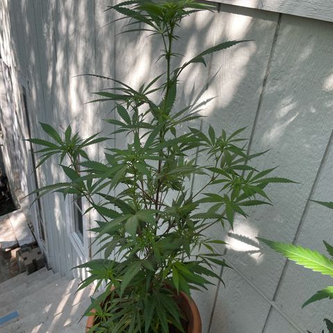 Orange 76  growlog timeline photo