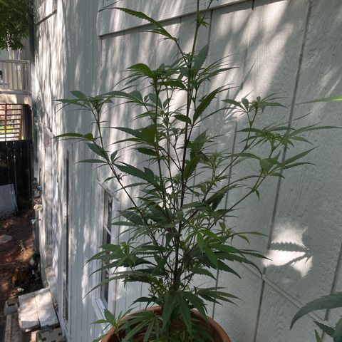  Orange 76  growlog timeline photo