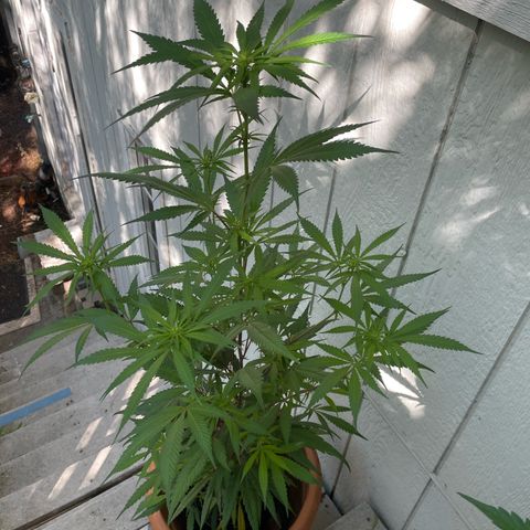  Orange 76  growlog timeline photo