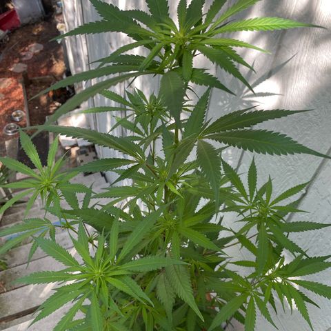  Orange 76  growlog timeline photo