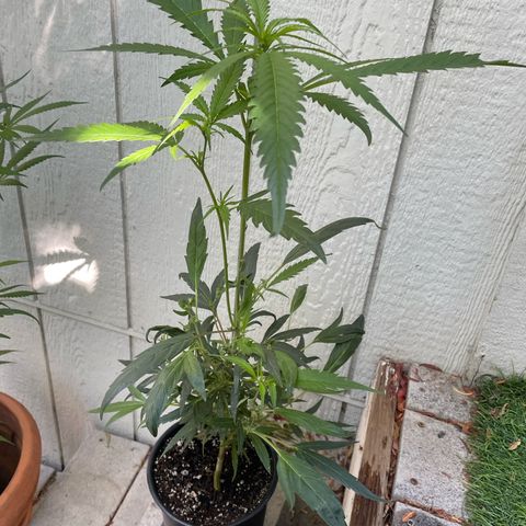 Congolese bubblegum  growlog timeline photo