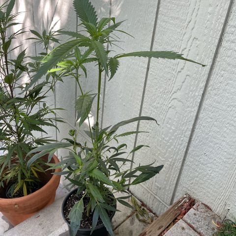 Congolese bubblegum  growlog timeline photo