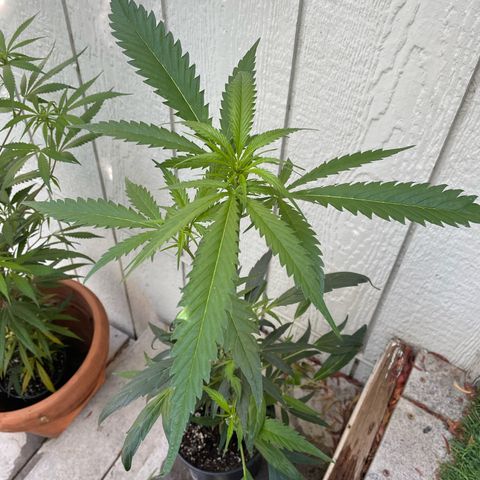 Congolese bubblegum  growlog timeline photo