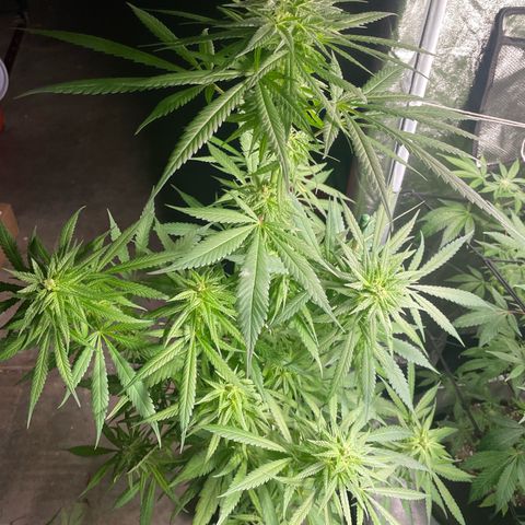  Orange 76  growlog timeline photo