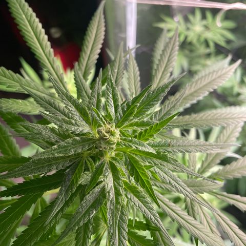  Orange 76  growlog timeline photo