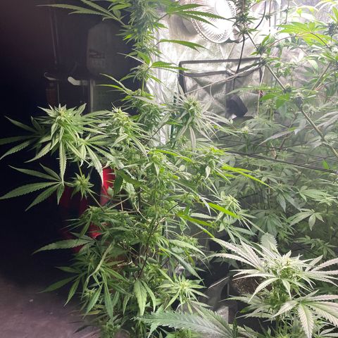  Orange 76  growlog timeline photo