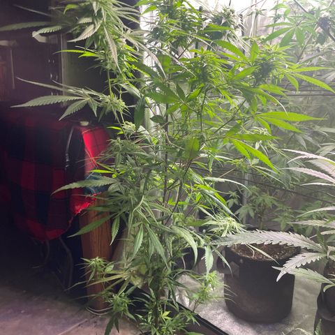  Orange 76  growlog timeline photo