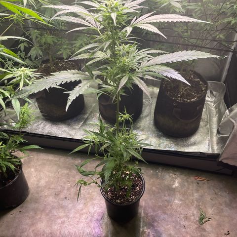 Congolese bubblegum  growlog timeline photo