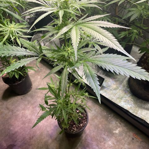Congolese bubblegum  growlog timeline photo
