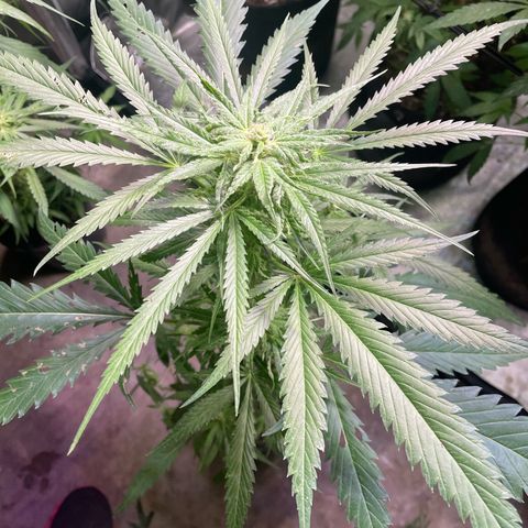 Congolese bubblegum  growlog timeline photo